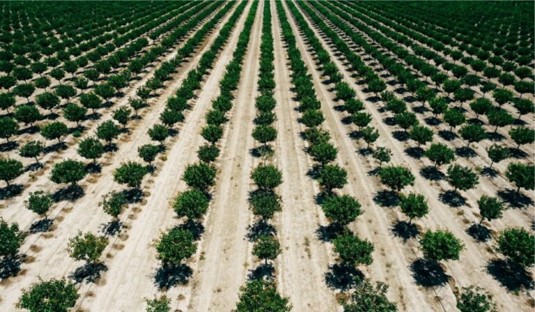 Tree rows integrated with farmland showcasing agroforestry land investment in Pakistan